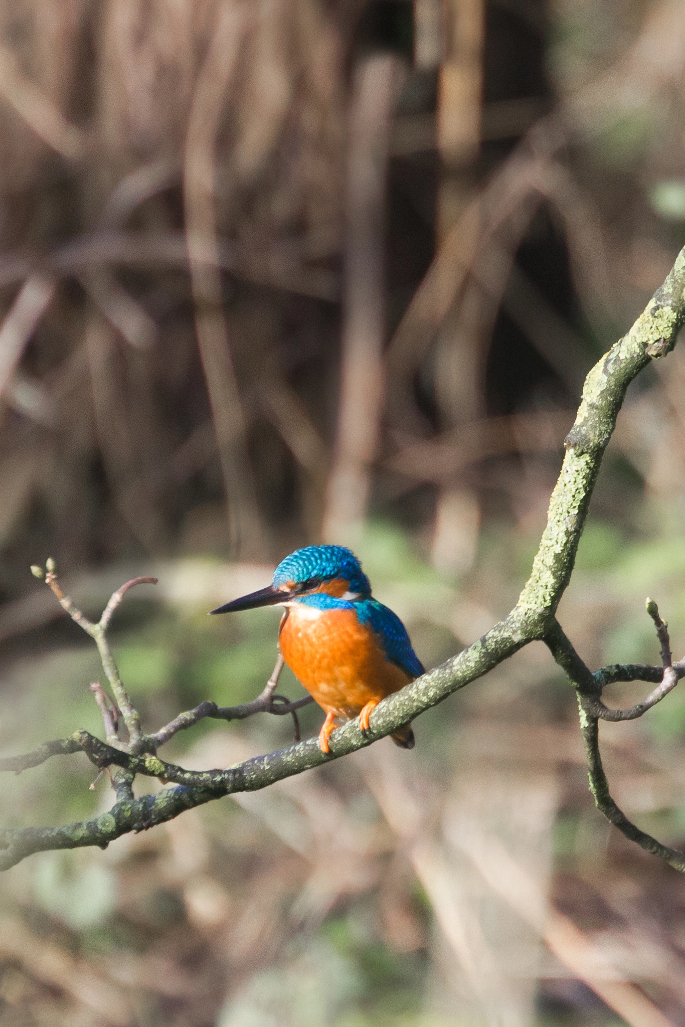Canon EOS 550D (EOS Rebel T2i / EOS Kiss X4) + Canon EF 70-300mm F4.5-5.6 DO IS USM sample photo. Kingfisher in the sunshine photography