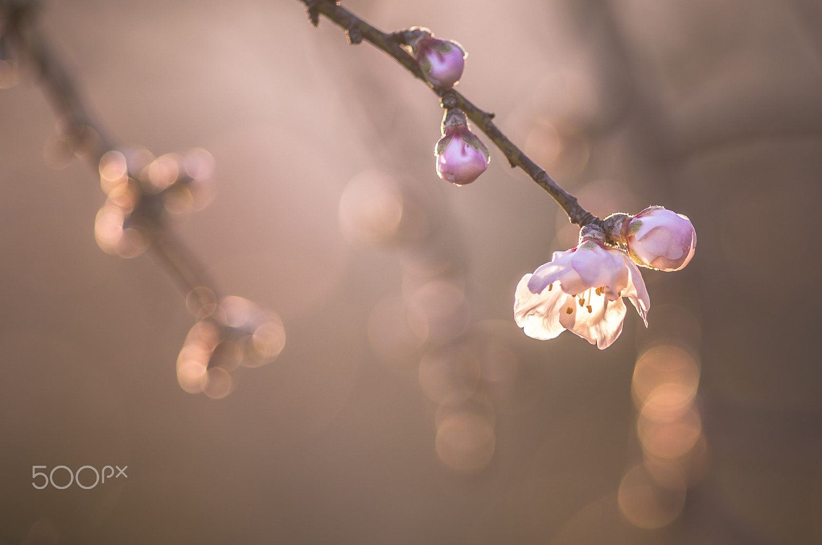 Pentax K-5 IIs + Pentax smc DA* 200mm F2.8 ED (IF) SDM sample photo. 2016's first almond tree blossoms photography