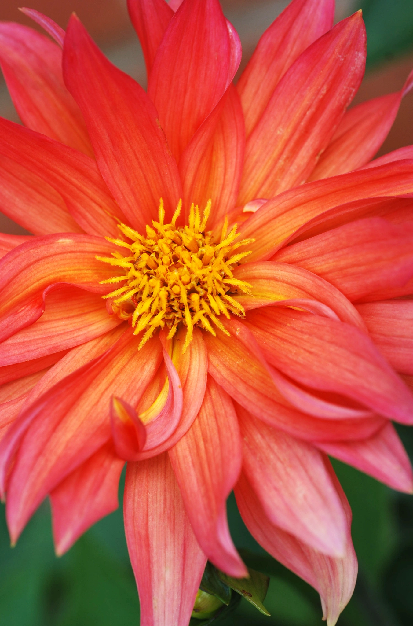 Nikon D40X sample photo. This is living! photography