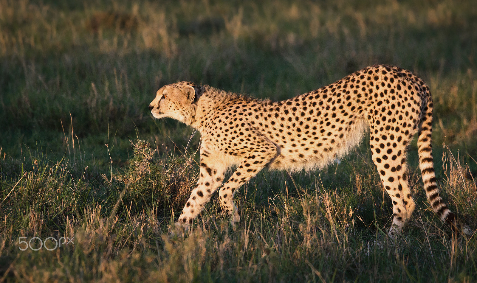 Sony SLT-A55 (SLT-A55V) + Sigma 150-500mm F5-6.3 DG OS HSM sample photo. Kenya - cheetah v photography