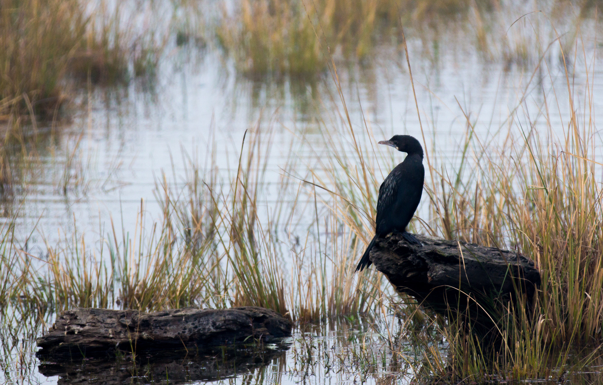 Canon EOS 60D + Canon EF 70-200mm F2.8L IS II USM sample photo. Cormorant photography