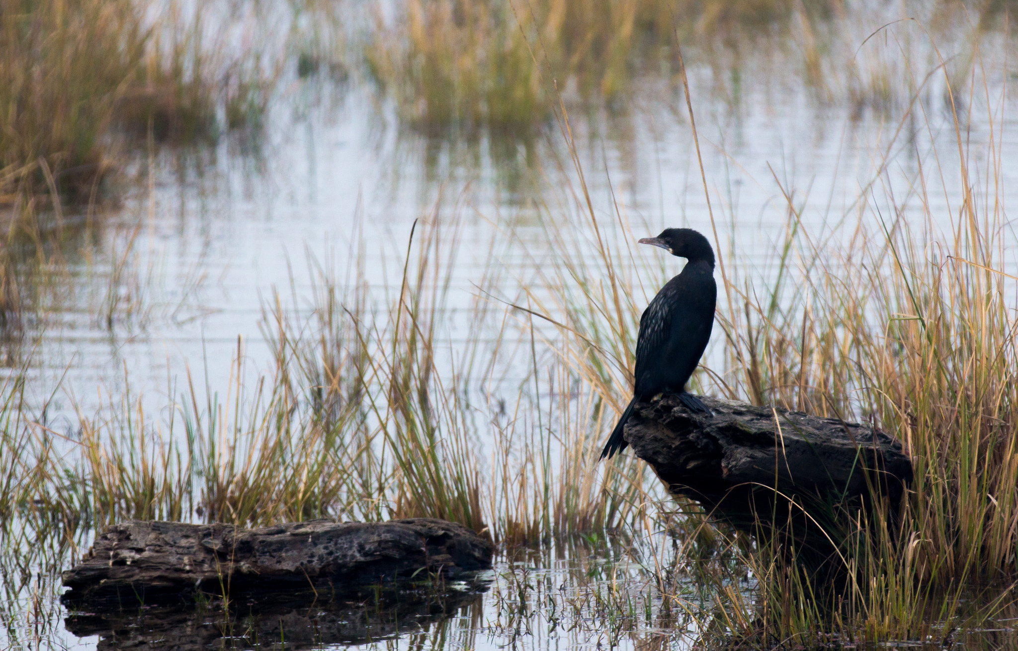 Canon EF 70-200mm F2.8L IS II USM sample photo. Cormorant photography