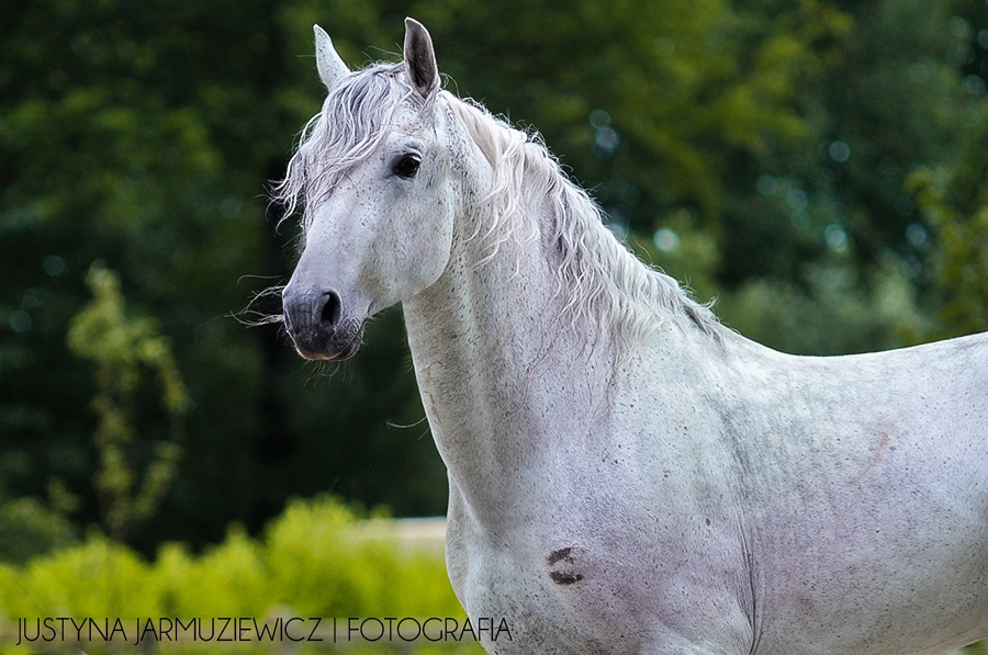 Sigma 70-200mm F2.8 EX DG Macro HSM II sample photo. Guapo - spirit photography