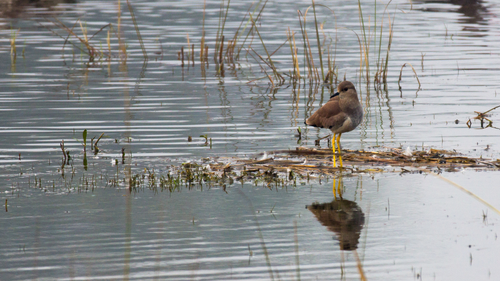 Canon EF 70-200mm F2.8L IS II USM sample photo. Lapwing photography