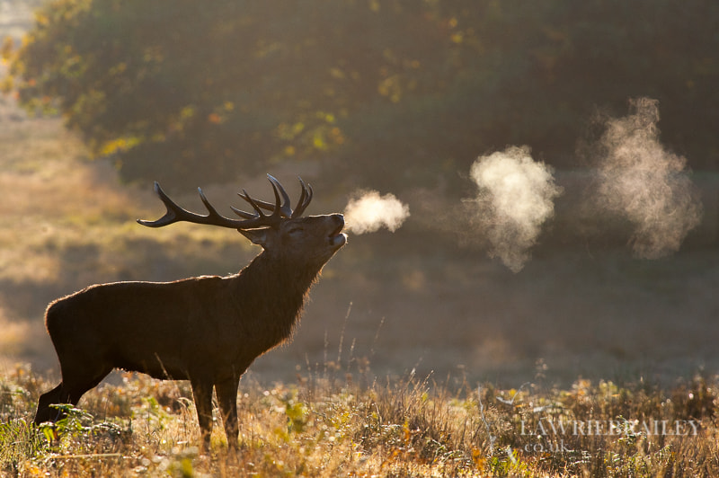 Nikon D3 + Nikon AF-S Nikkor 300mm F4D ED-IF sample photo. Deer train photography