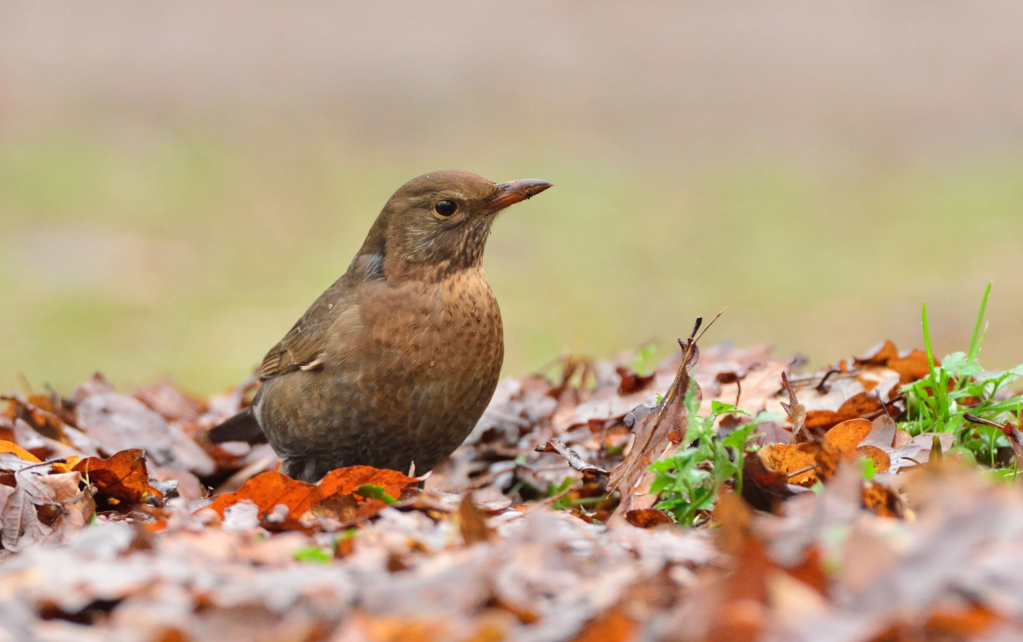 Nikon D600 + AF-S Nikkor 600mm f/4D IF-ED sample photo. Merel photography