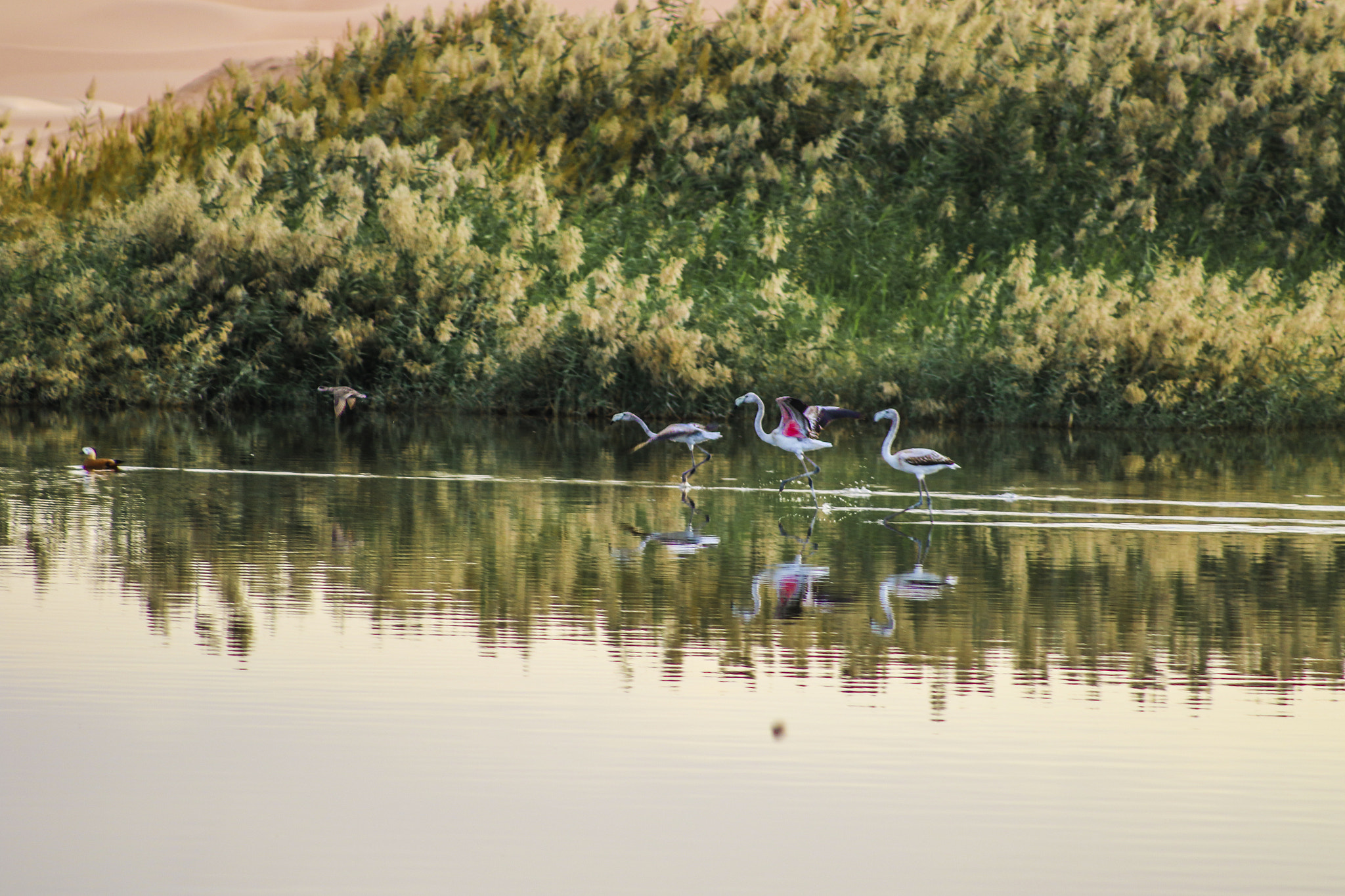 Canon EF 80-200mm F4.5-5.6 II sample photo. The great pink flamingo visiting the sahara photography