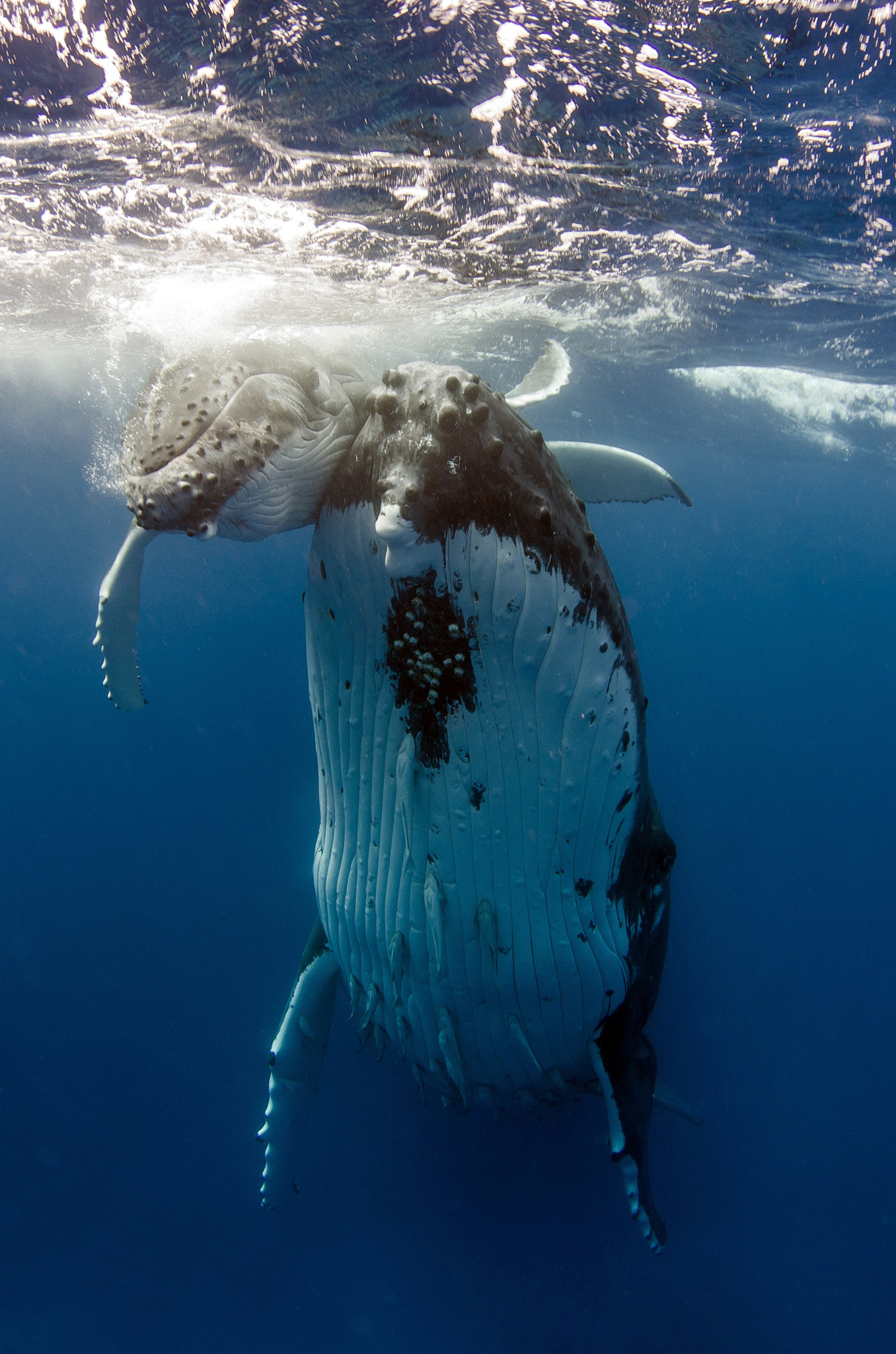 Humpback Whale female with calf