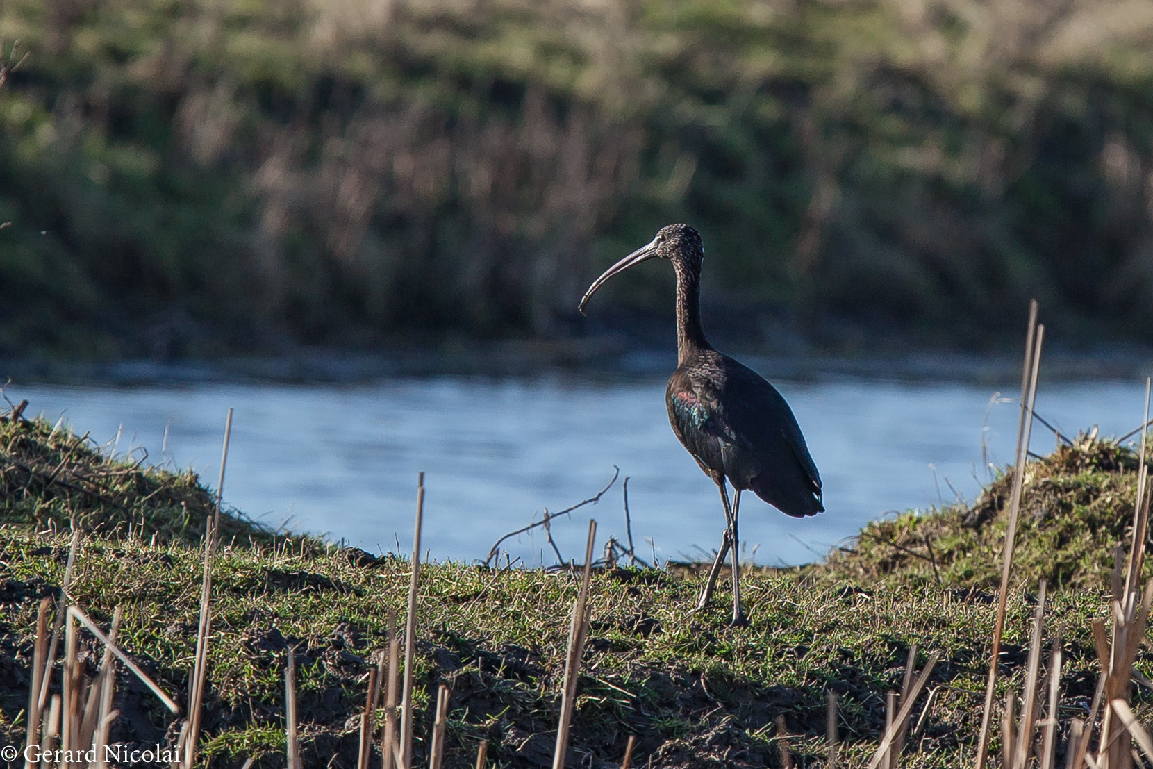 Canon EF 300mm F2.8L IS USM sample photo. Glossy ibis photography
