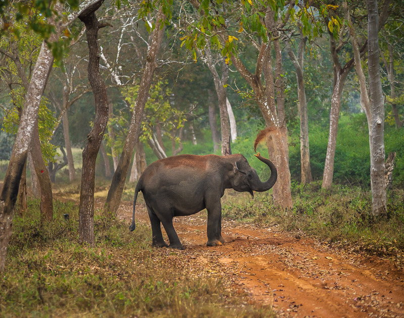 Nikon D3S sample photo. Elephant - mud bath photography