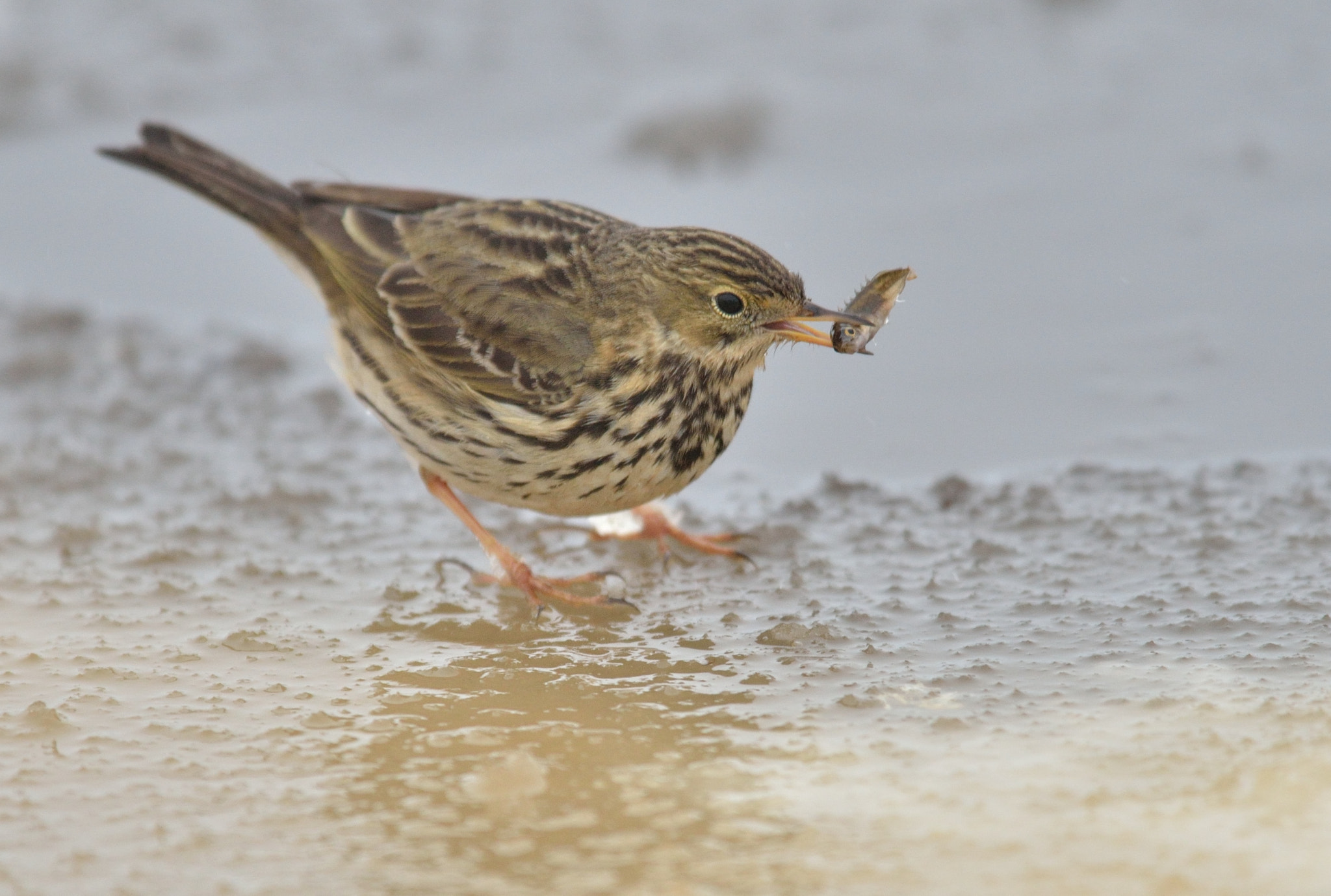 Nikon AF-S Nikkor 400mm F2.8D ED-IF II sample photo. Graspieper photography