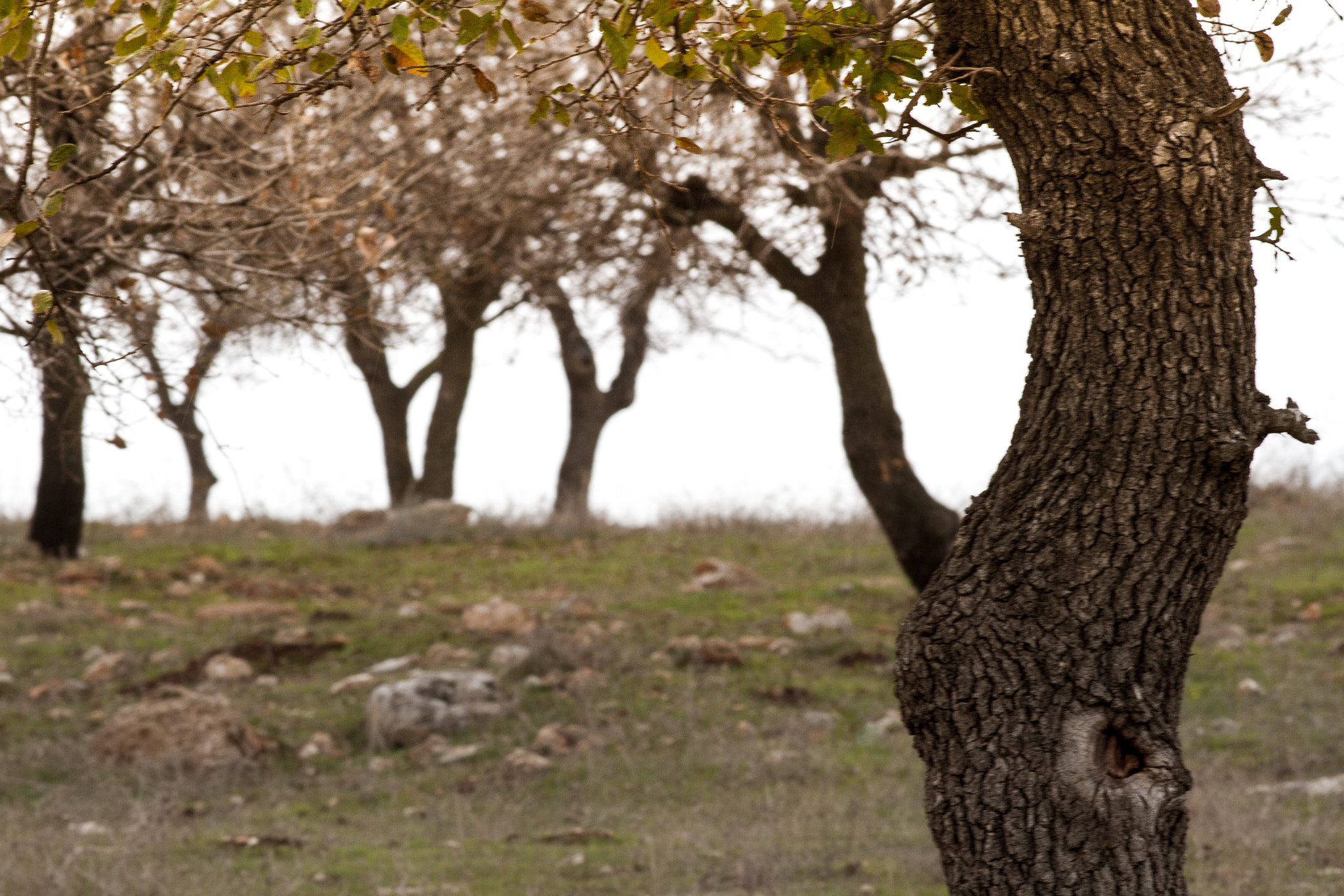 Canon EOS 7D + Canon EF 200mm F2.8L II USM sample photo. Illusion.jpg photography