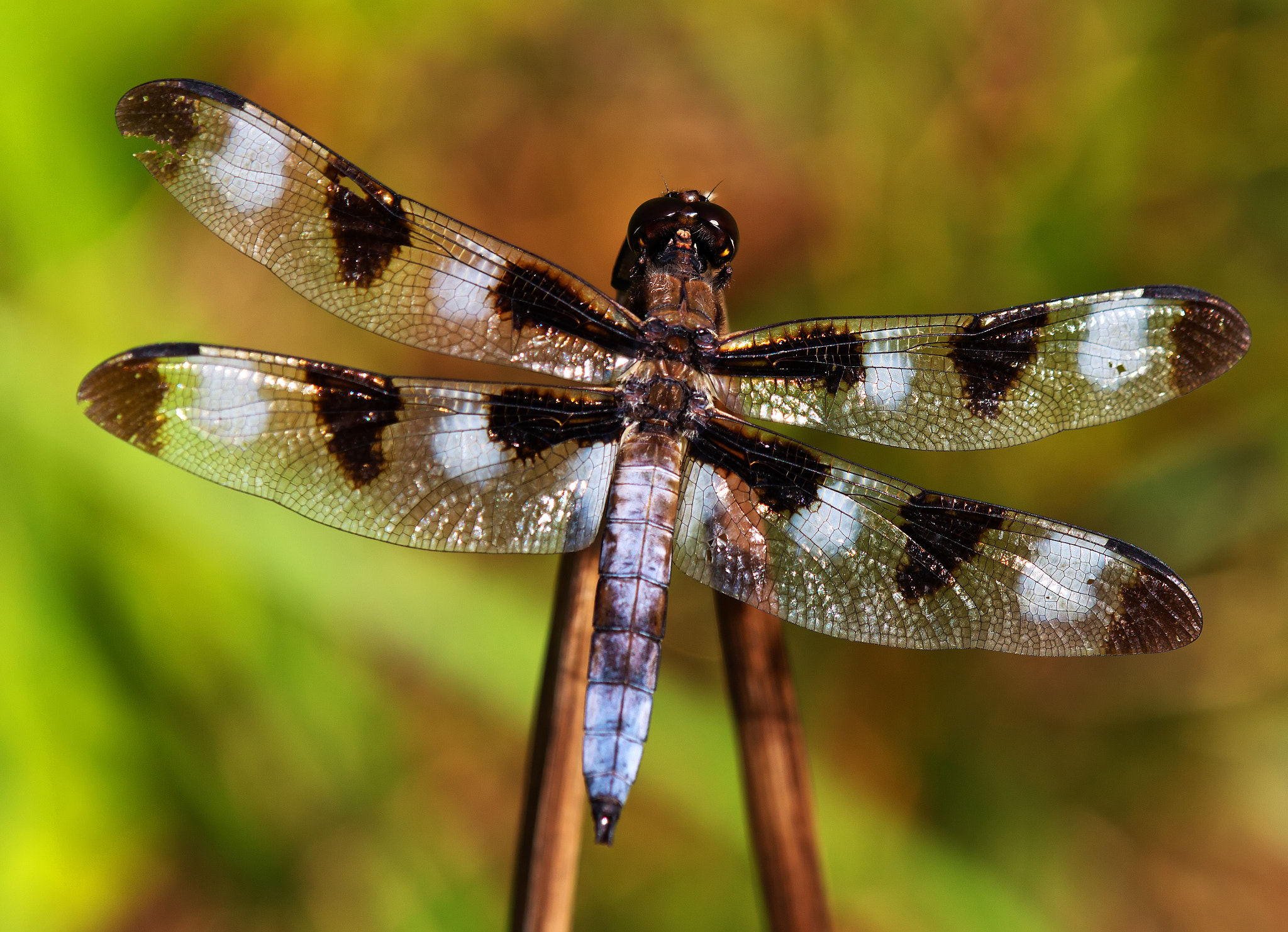 Tamron SP AF 180mm F3.5 Di LD (IF) Macro sample photo. 12 spot photography