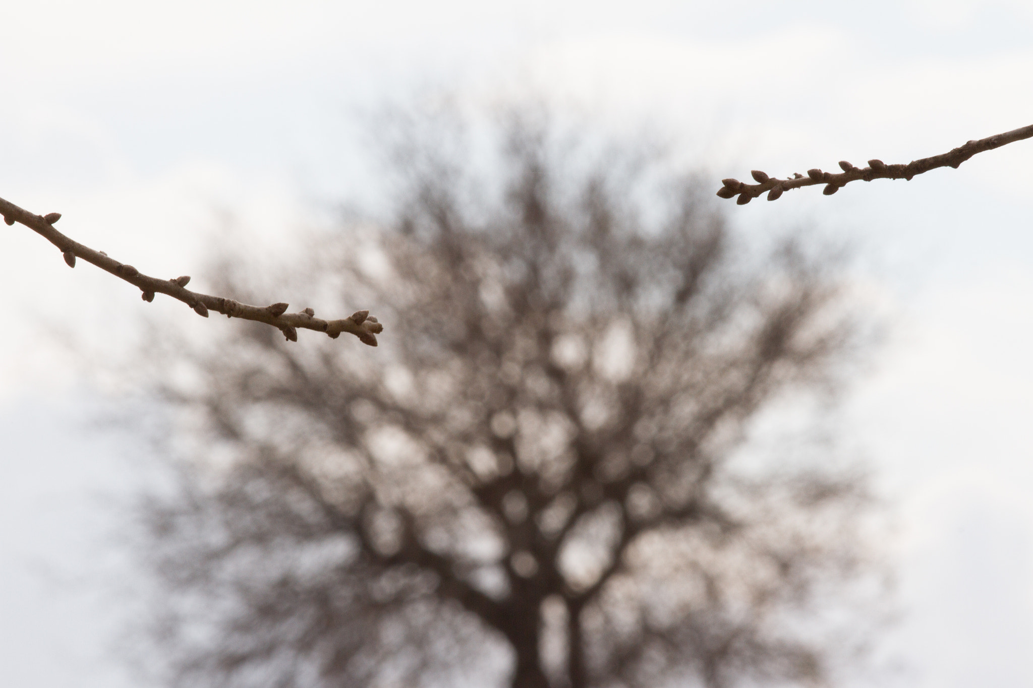 Canon EOS 7D + Canon EF 200mm F2.8L II USM sample photo. Touch.jpg photography