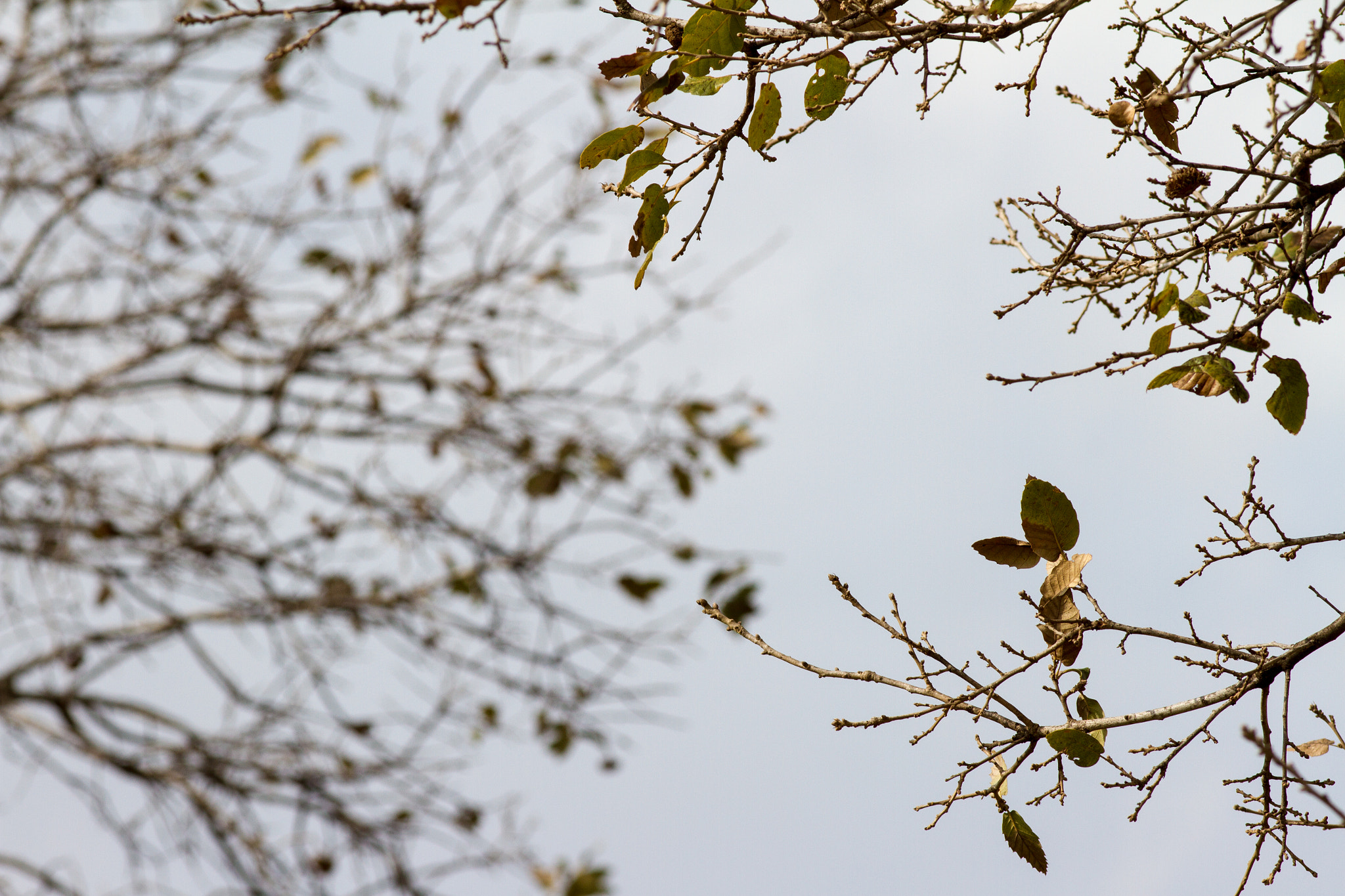 Canon EOS 7D + Canon EF 200mm F2.8L II USM sample photo. 20160123-img_4453.jpg photography