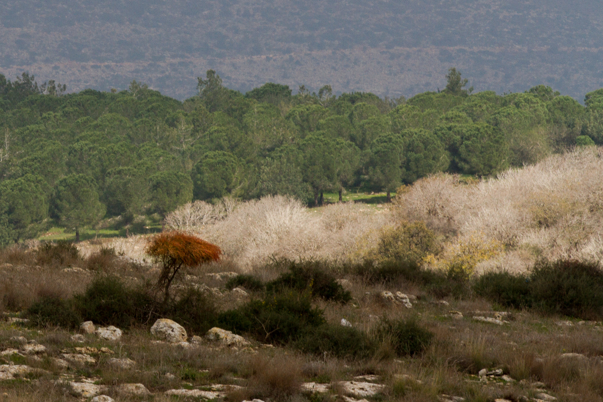 Canon EOS 7D + Canon EF 200mm F2.8L II USM sample photo. Red-head.jpg photography