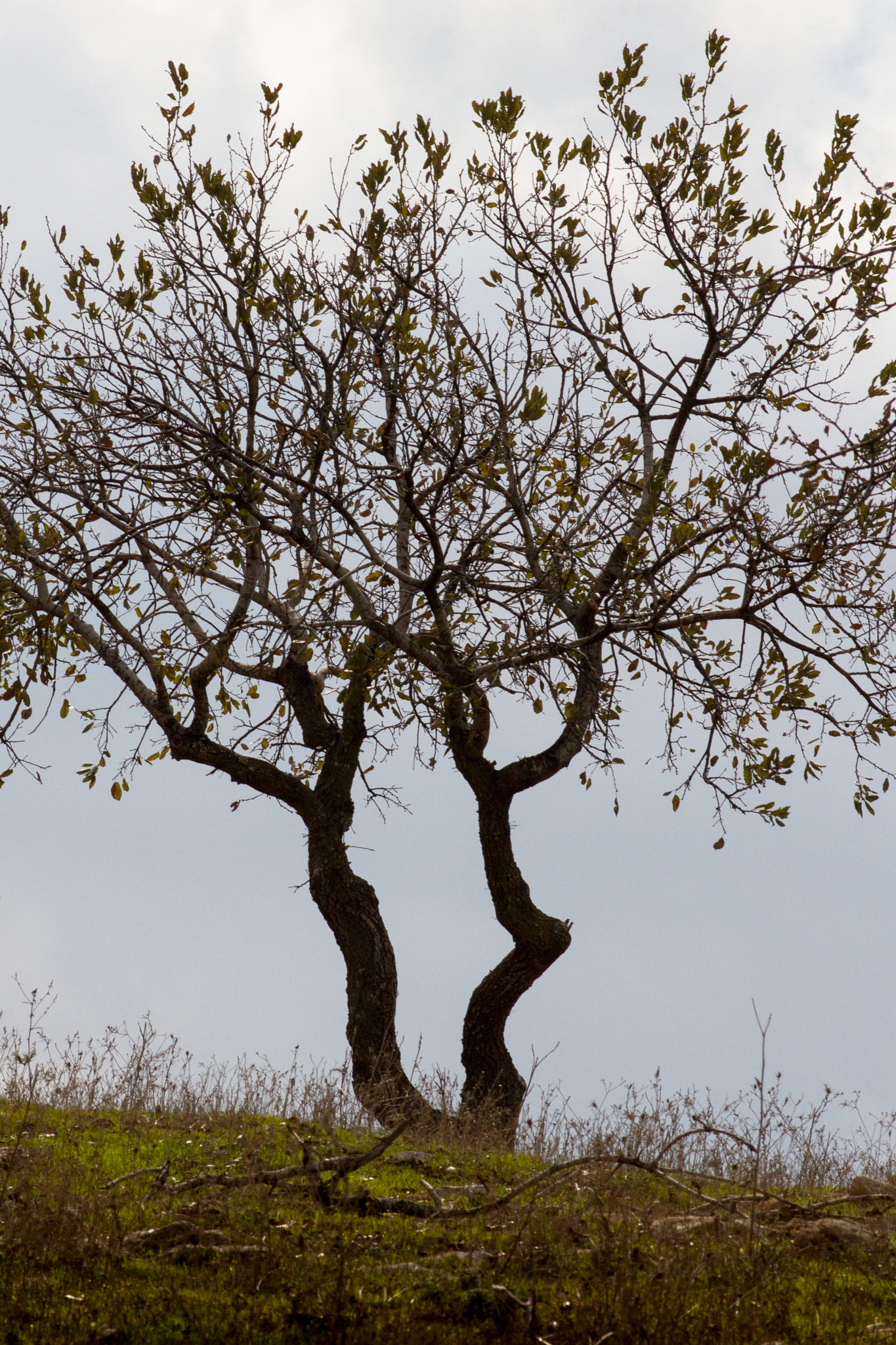 Canon EOS 7D + Canon EF 200mm F2.8L II USM sample photo. Dance.jpg photography