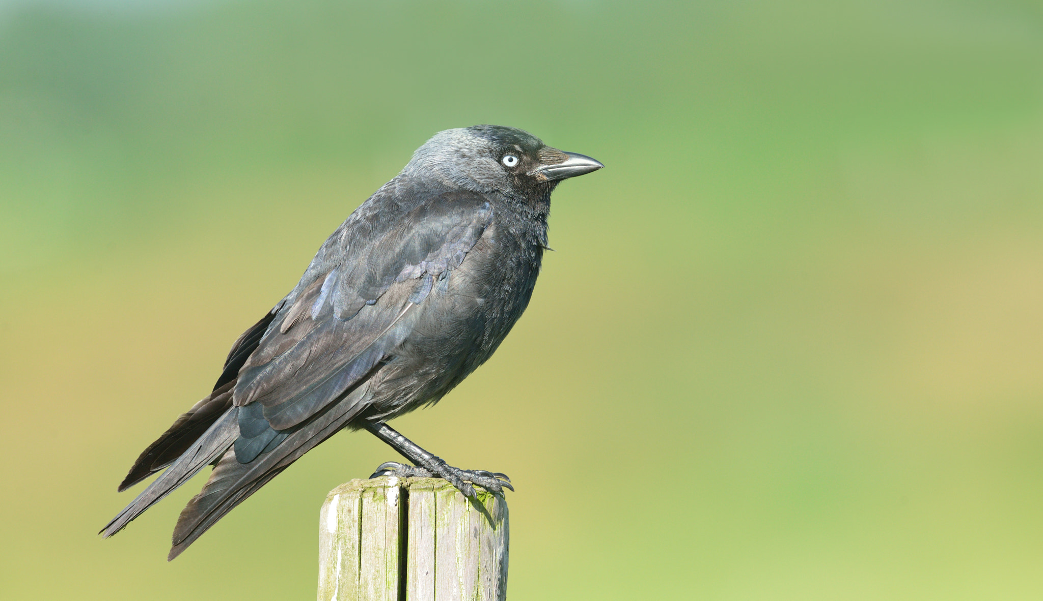 Nikon AF-S Nikkor 400mm F2.8D ED-IF II sample photo. Kauw photography