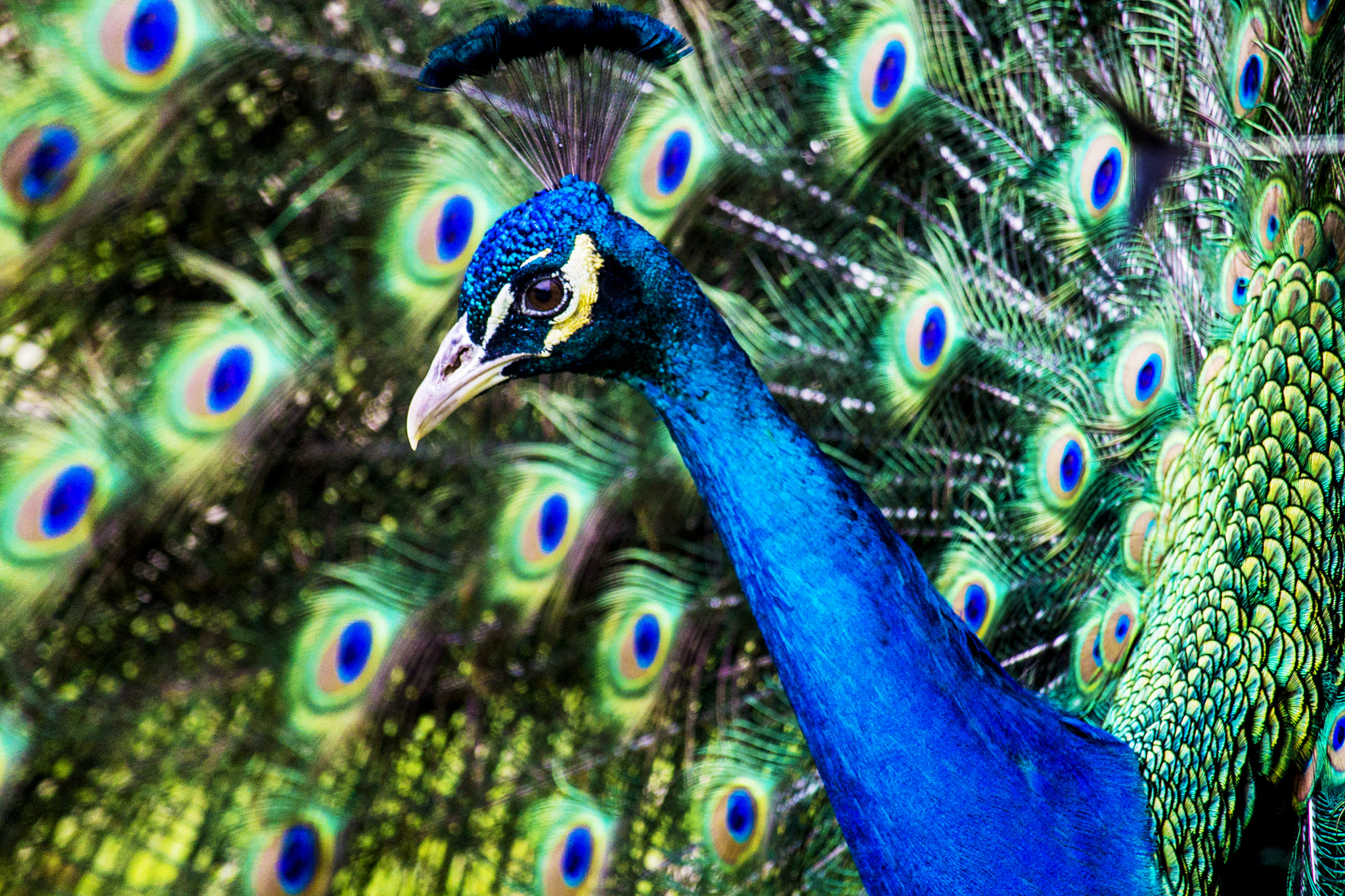Canon EF-S 55-250mm F4-5.6 IS STM sample photo. Lovely peacock photography