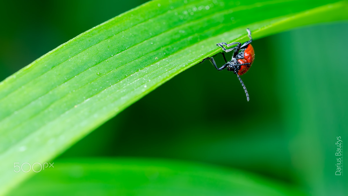 Sigma 150mm F2.8 EX DG OS Macro HSM sample photo. Upside-down photography