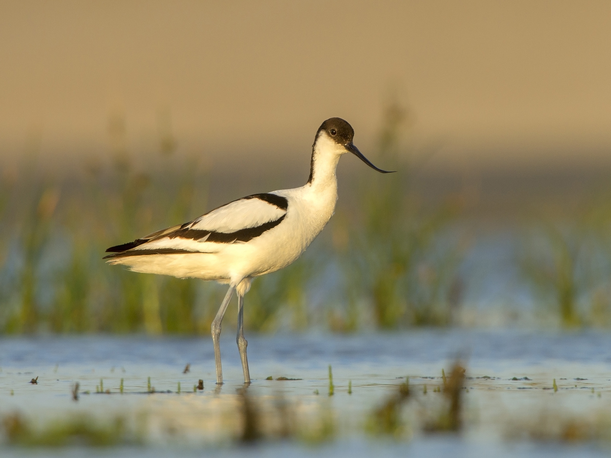 Canon EF 300mm F2.8L IS USM sample photo. Adult avocet in warm light photography