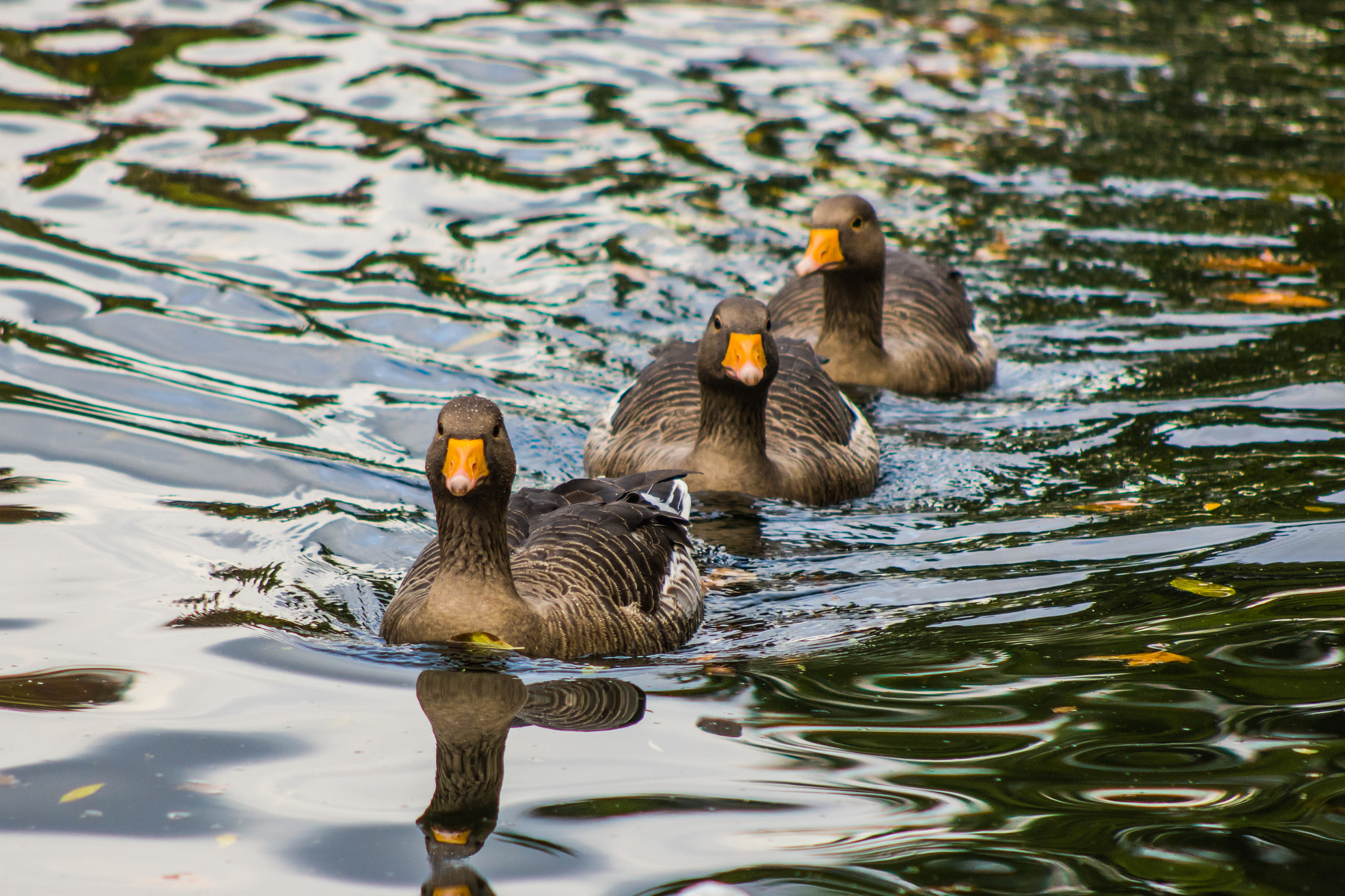 Nikon D7200 + AF Nikkor 70-210mm f/4-5.6 sample photo. Duck´s photography