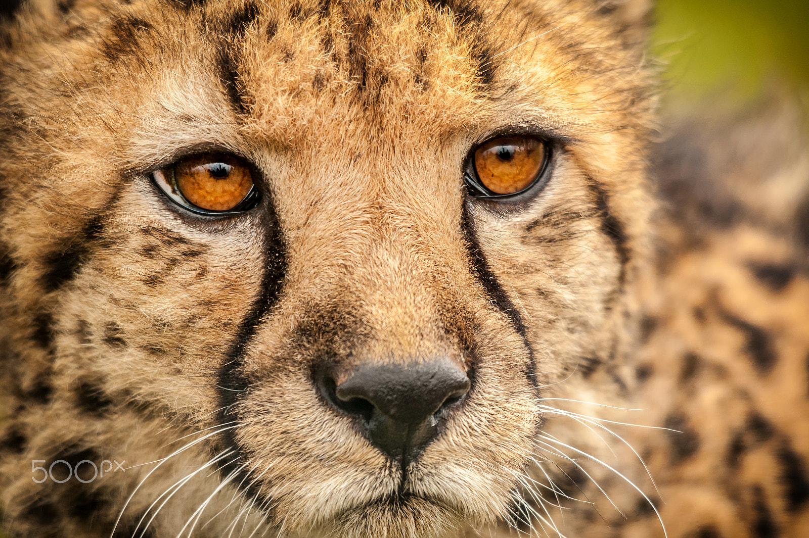 Sigma 150-500mm F5-6.3 DG OS HSM sample photo. Cheetah photography