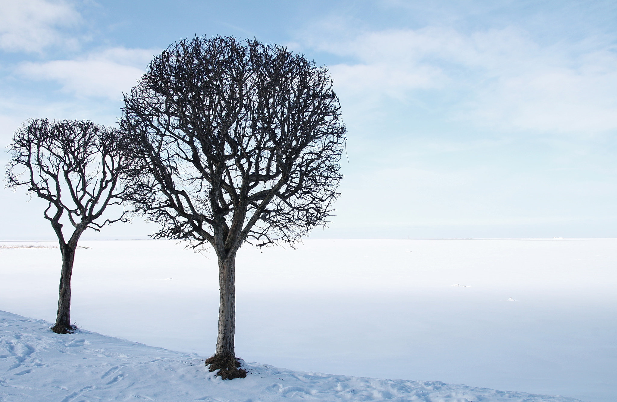 Sigma 18-125mm F3.8-5.6 DC OS HSM sample photo. Two trees among boundless snow photography