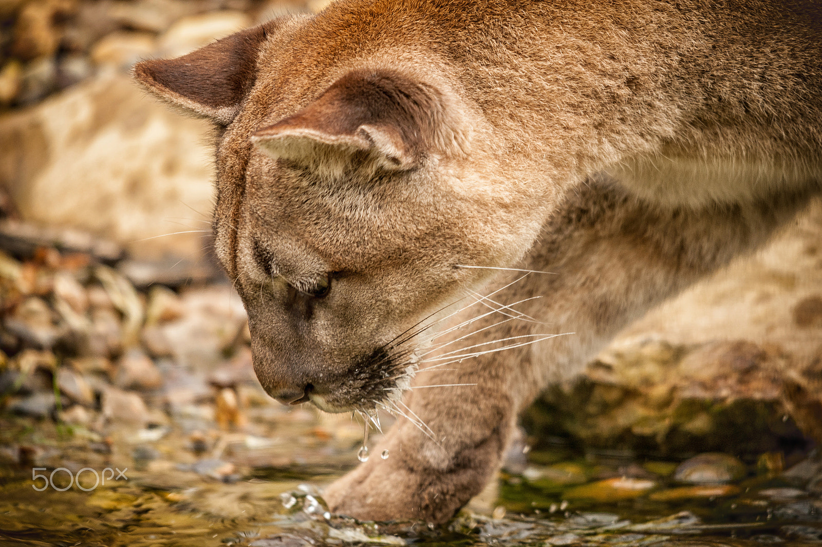 Sigma 150-500mm F5-6.3 DG OS HSM sample photo. Puma photography
