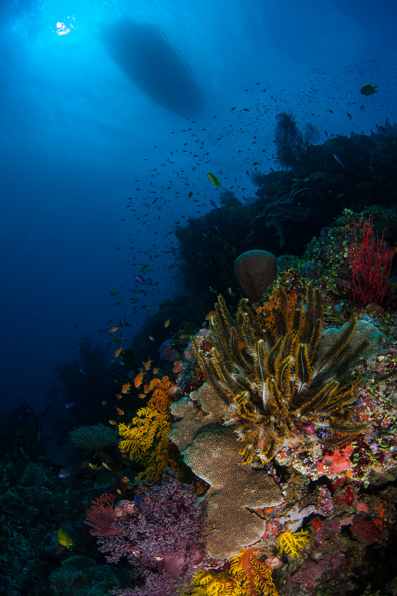 Nikon D700 + Sigma 15mm F2.8 EX DG Diagonal Fisheye sample photo. Fijian coral reef photography