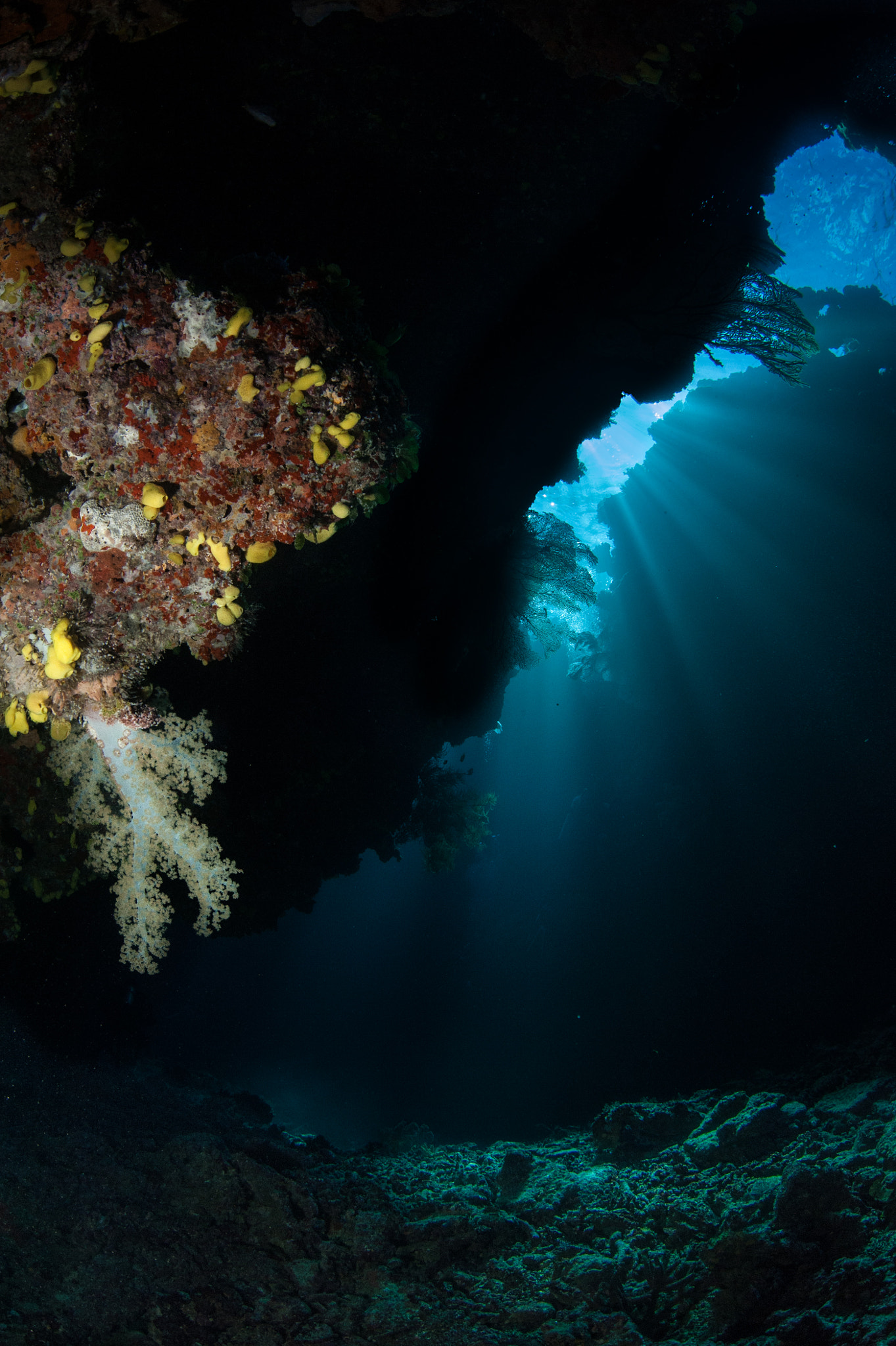 Nikon D700 + Sigma 15mm F2.8 EX DG Diagonal Fisheye sample photo. Coral in a cave photography