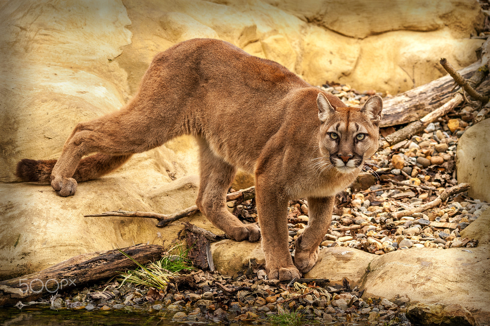 Sigma 150-500mm F5-6.3 DG OS HSM sample photo. Puma 2 photography