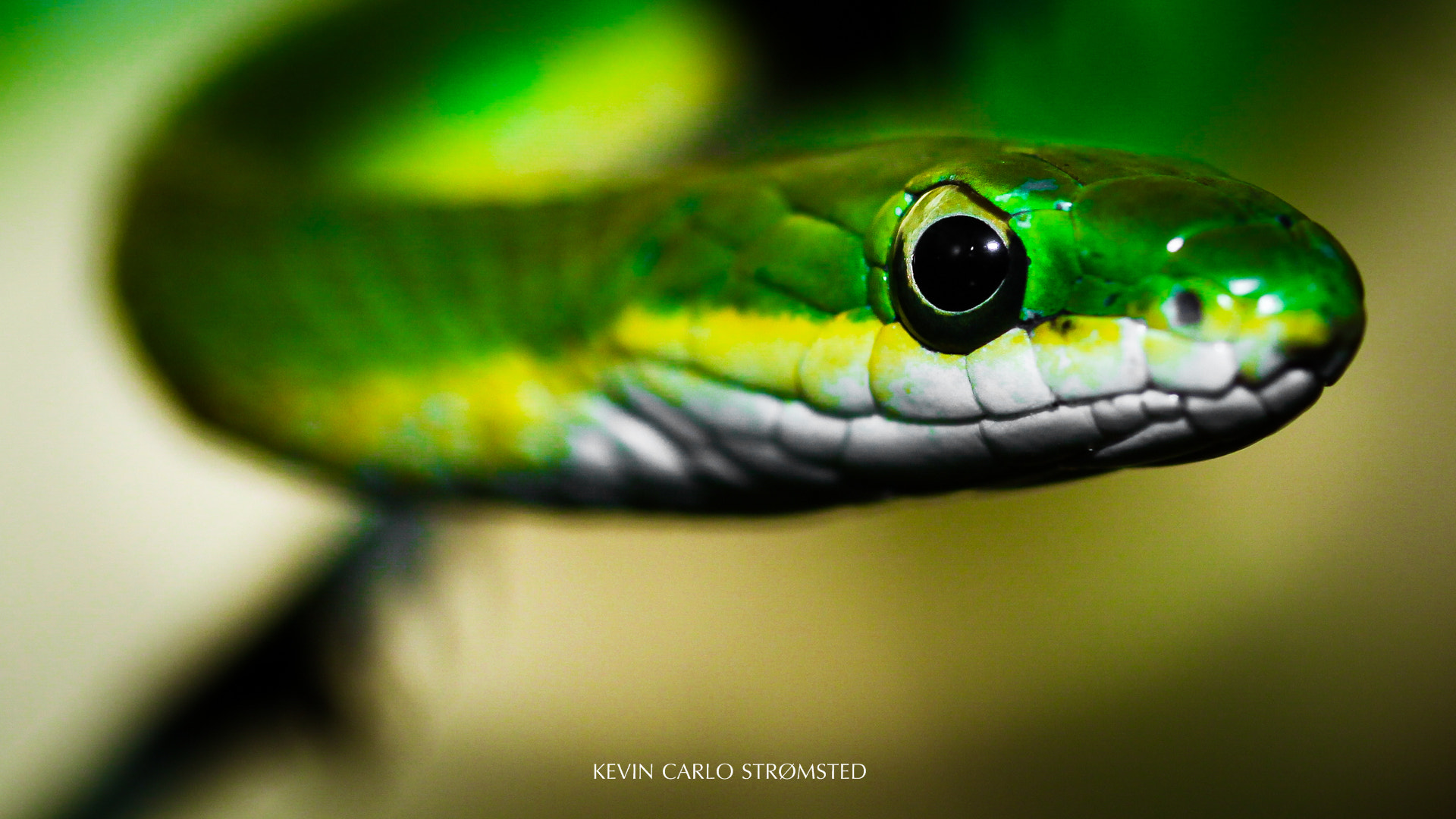 Canon EOS 50D + Canon EF 100mm F2.8 Macro USM sample photo. Tiny snake photography