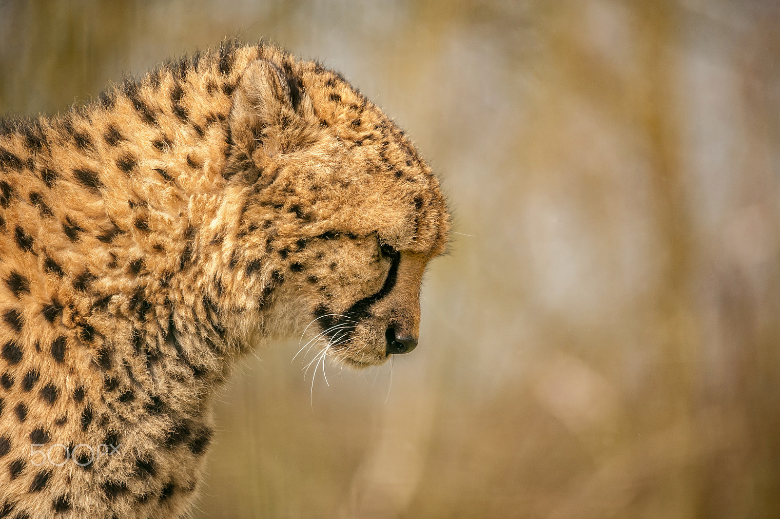 Sigma 150-500mm F5-6.3 DG OS HSM sample photo. Cheetah 2 photography