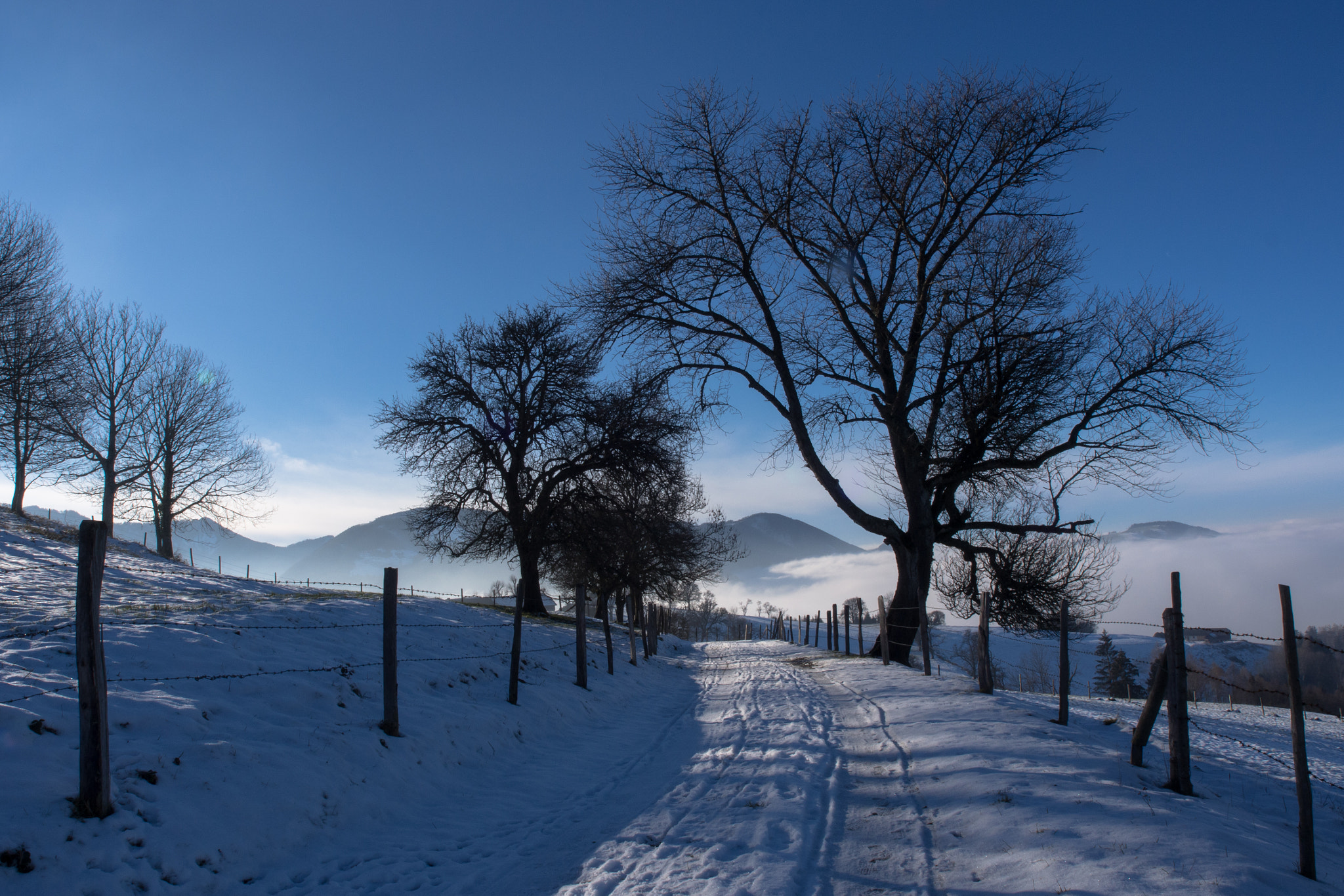 Olympus Zuiko Digital ED 12-60mm F2.8-4.0 SWD sample photo. A blue winter´s tale photography