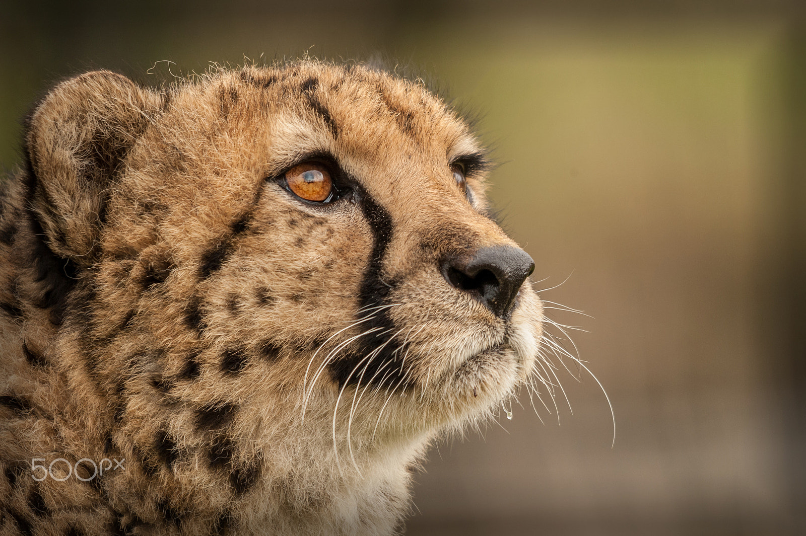 Sigma 150-500mm F5-6.3 DG OS HSM sample photo. Cheetah 3 photography