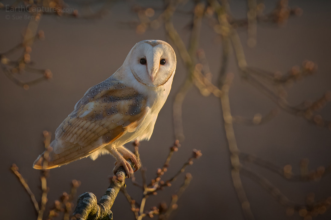 Canon EF 300mm F2.8L IS USM sample photo. Barn owl photography