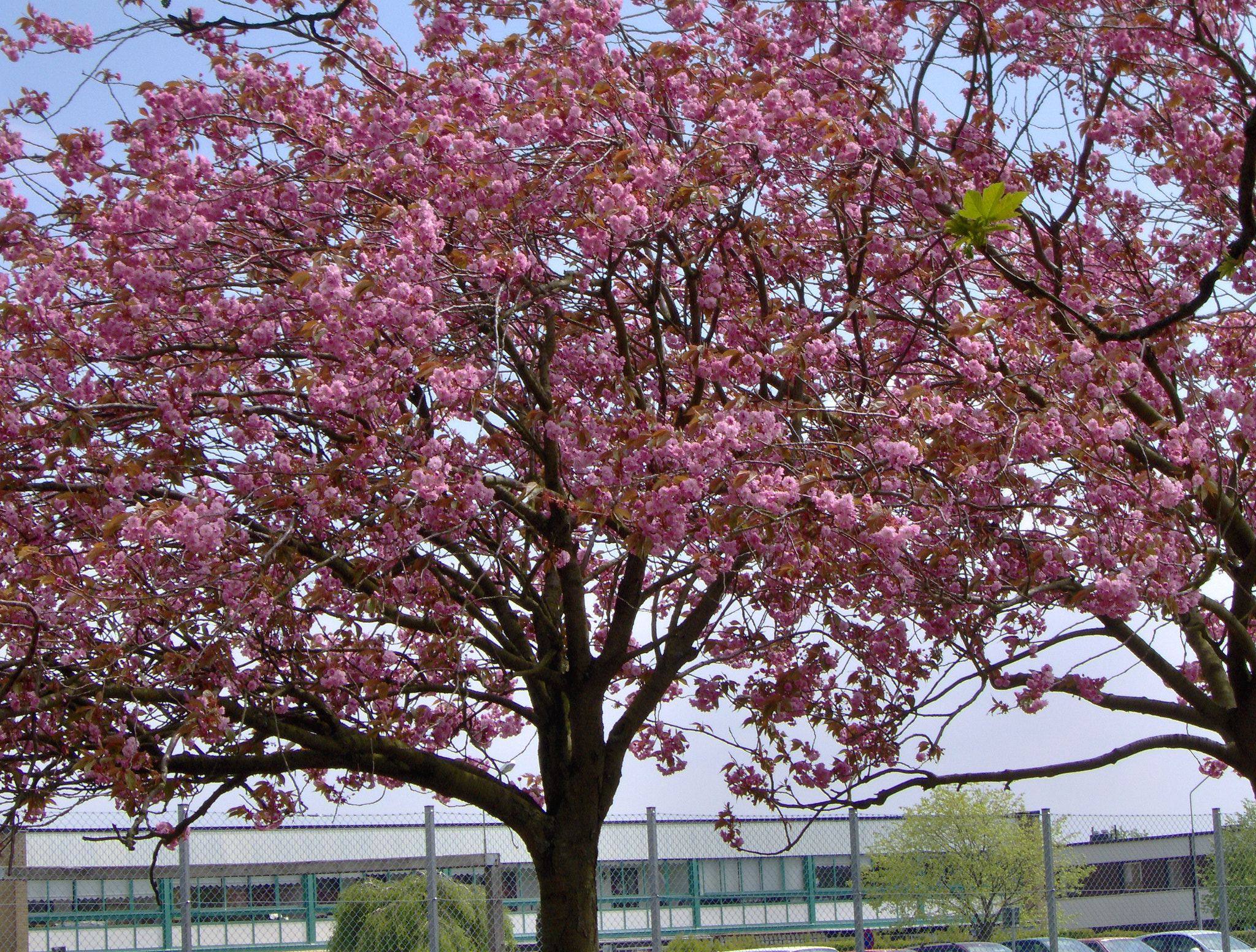 HP Photosmart M415 sample photo. Tree blossom photography