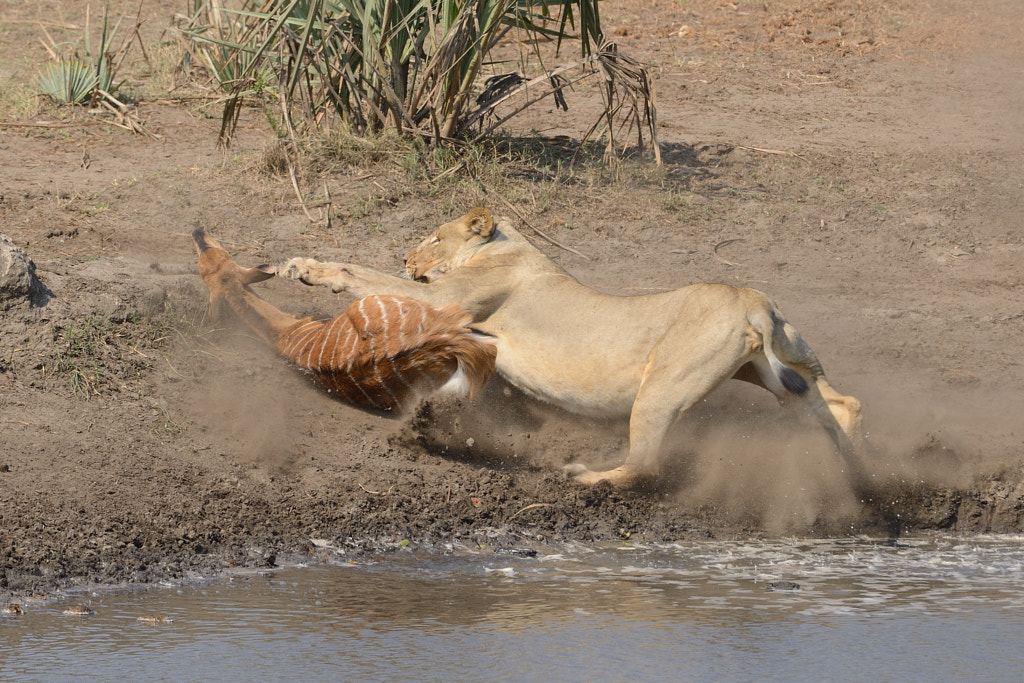 lion attack ,lion attack in park,lion attack videos,what to do if you are attacked by a lion,attacked,male lion attack car,lion attack warthog