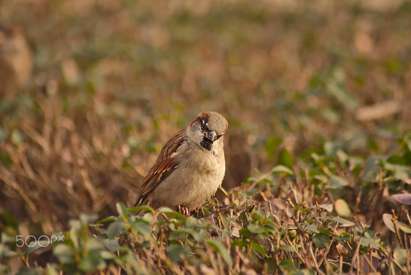 Nikon AF Nikkor 70-300mm F4-5.6G sample photo. Curious sparrow photography