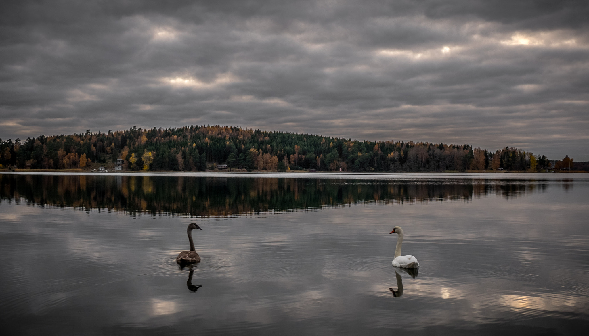 Panasonic Lumix DMC-GM1 + Panasonic Lumix G Vario 7-14mm F4 ASPH sample photo. Swans photography