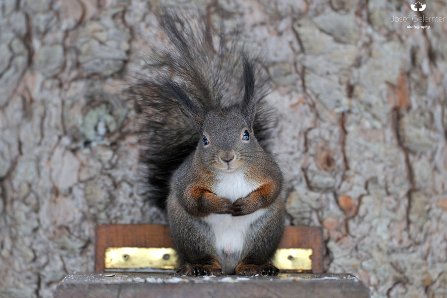 Nikon D3S sample photo. Would you feed me ? photography