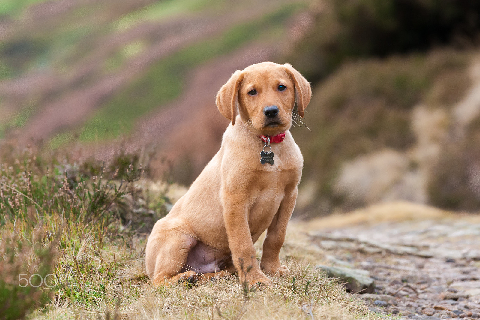 Sigma 70-200mm F2.8 EX DG OS HSM sample photo. Chester photography