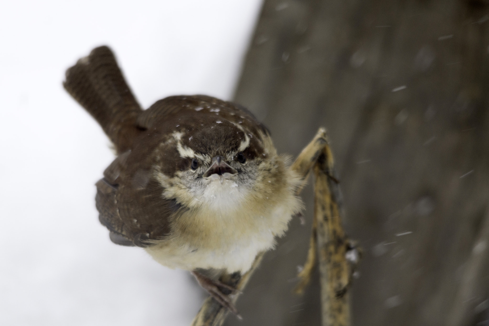 Sigma 150-500mm F5-6.3 DG OS HSM sample photo. Snowy scold photography