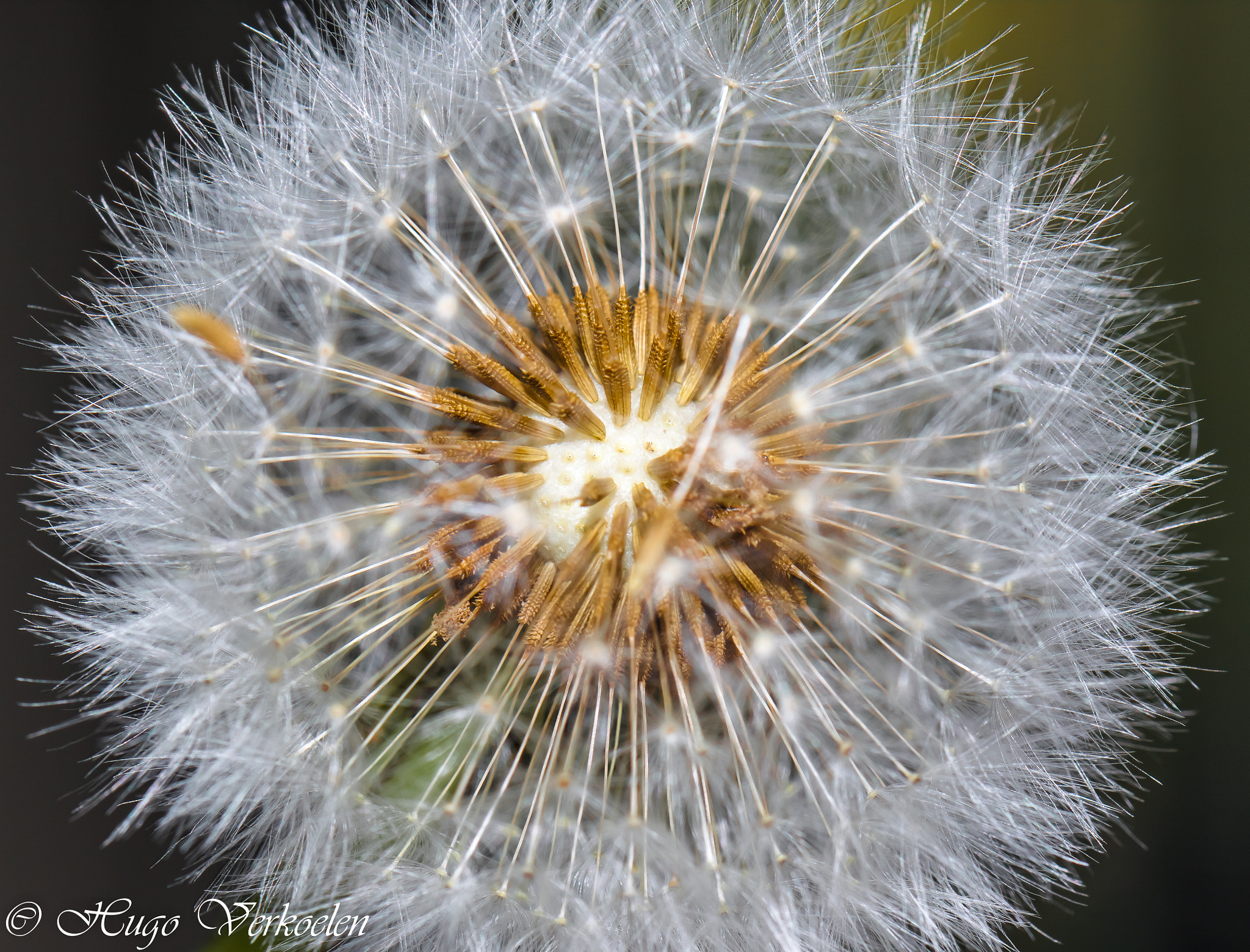 Sigma 105mm F2.8 EX DG OS HSM sample photo. Dandelion flower photography