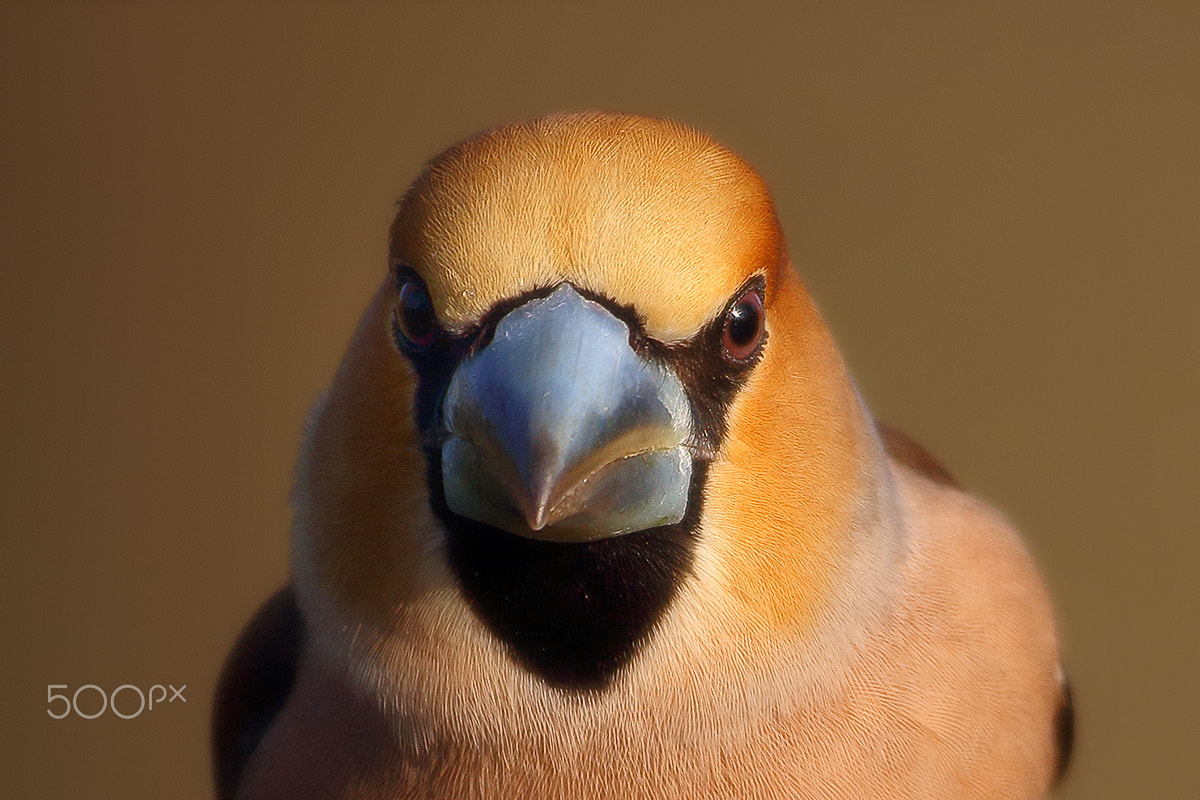 Canon EF 600mm f/4L IS sample photo. Hawfinch portrait photography