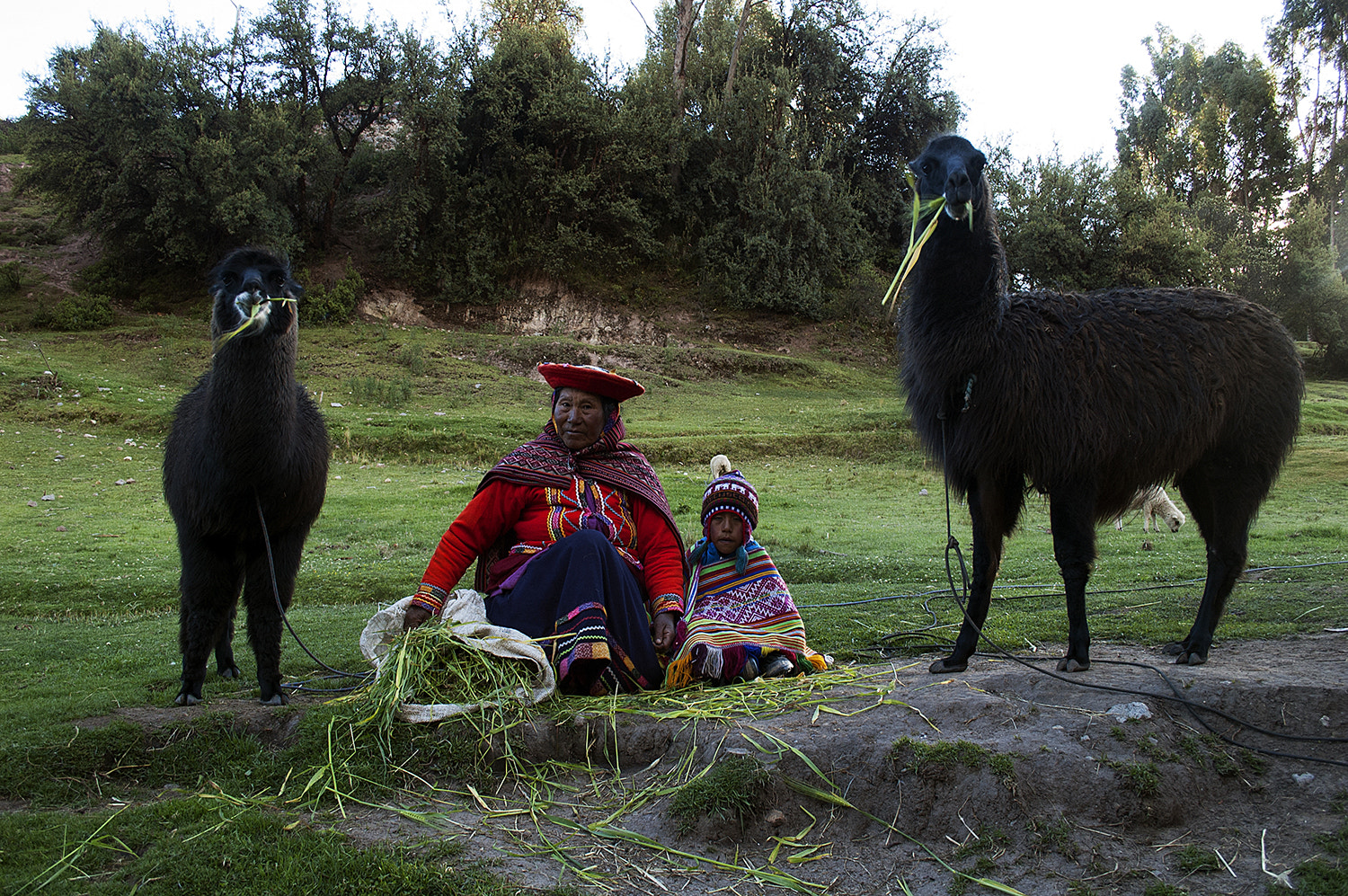 Nikon D70s sample photo. Incas y llamas photography