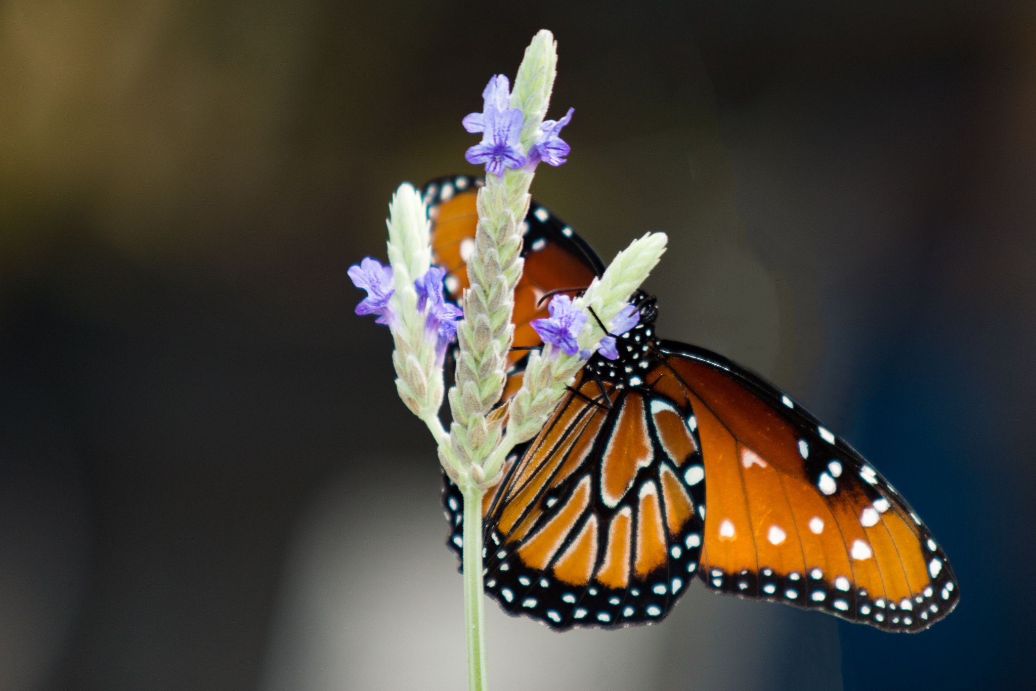 Sony SLT-A65 (SLT-A65V) + Minolta AF 100-300mm F4.5-5.6 APO [New] sample photo. Queen butterfly photography