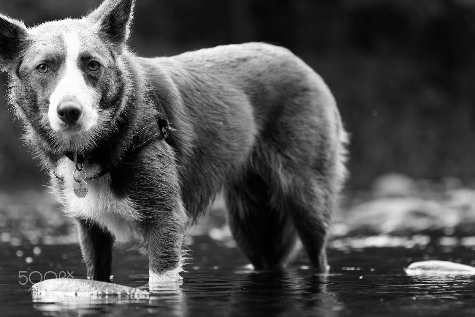 Canon EOS 60D + Canon EF 100mm F2.8 Macro USM sample photo. Why won't you play with me? photography