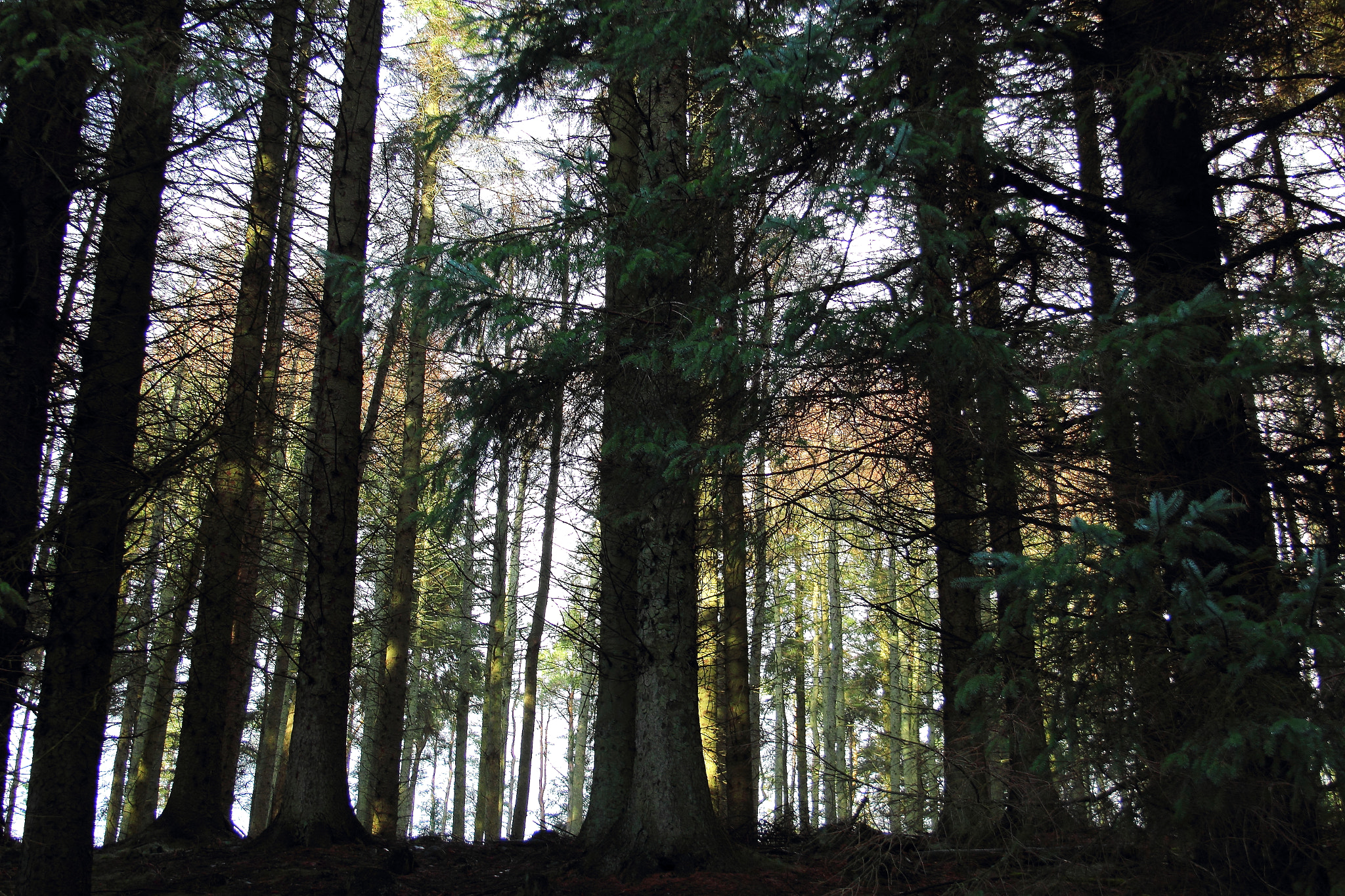 Canon EF-S 18-55mm F3.5-5.6 sample photo. Forest.jpg photography
